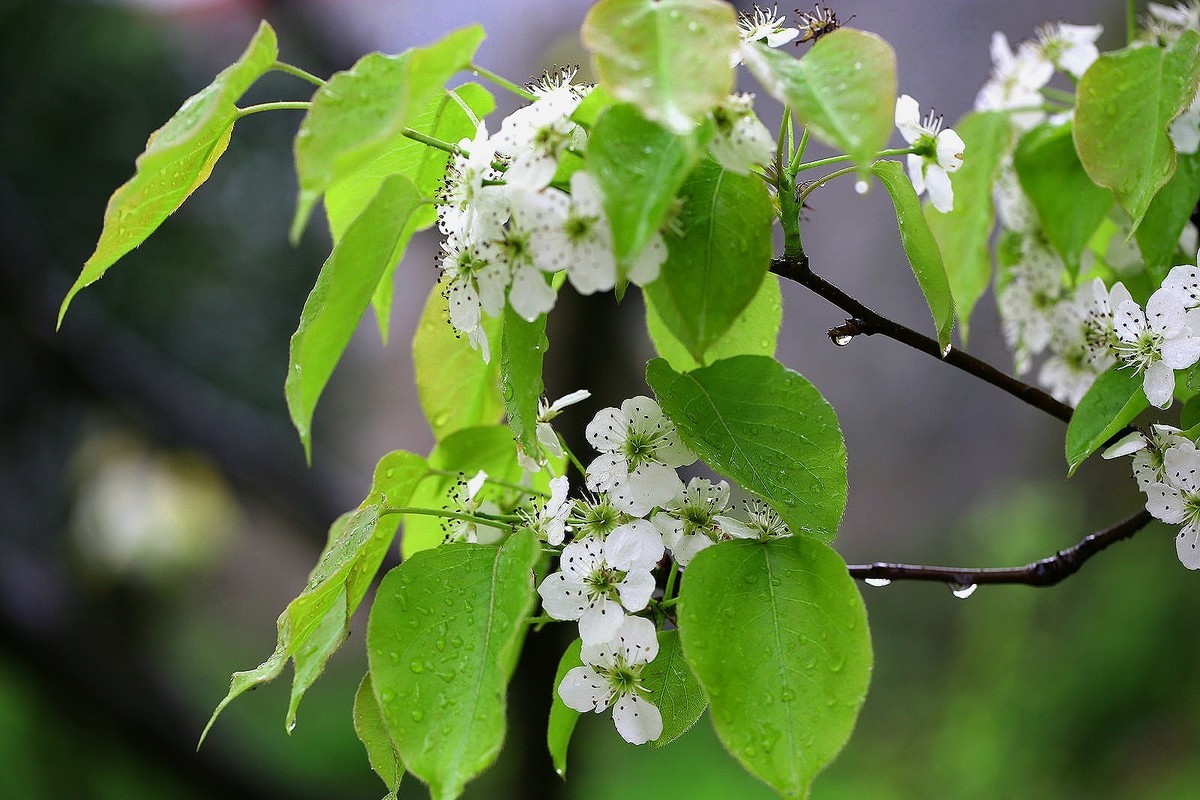 梨花一枝春带雨