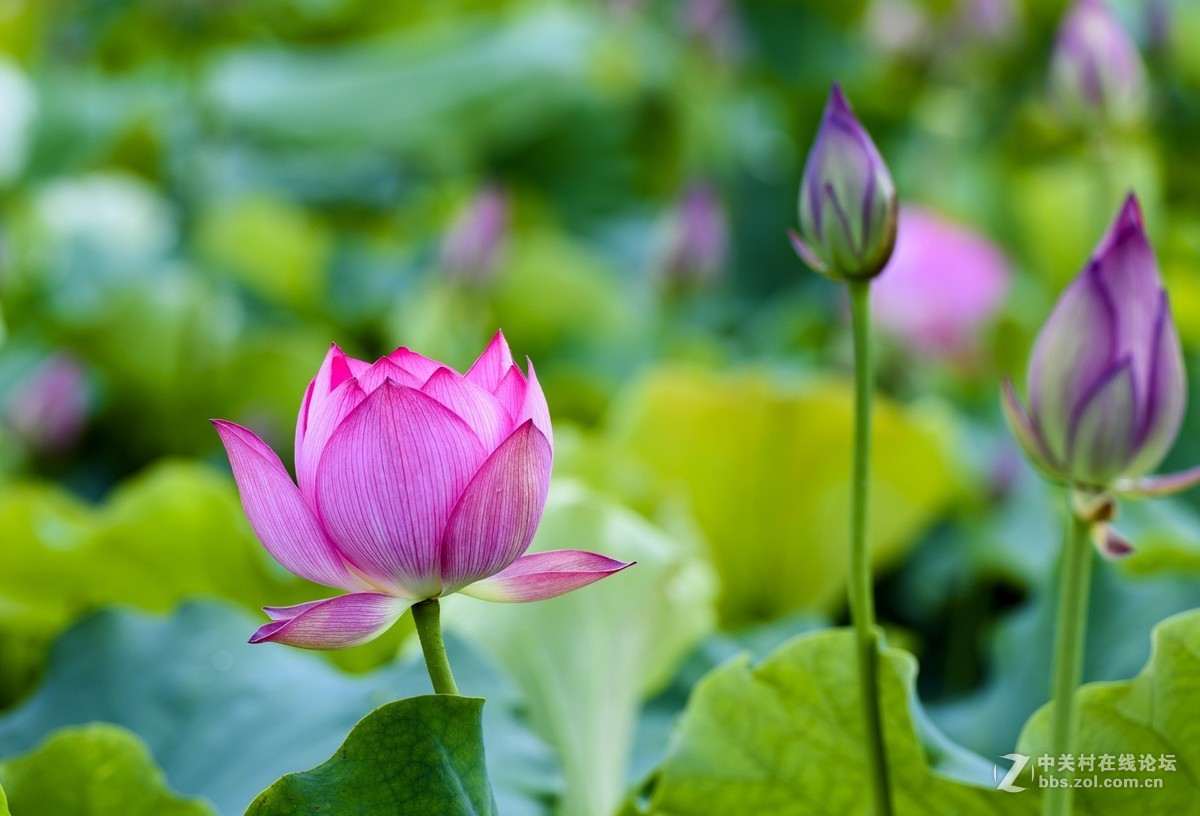 昭通市委党校荷花园摄影