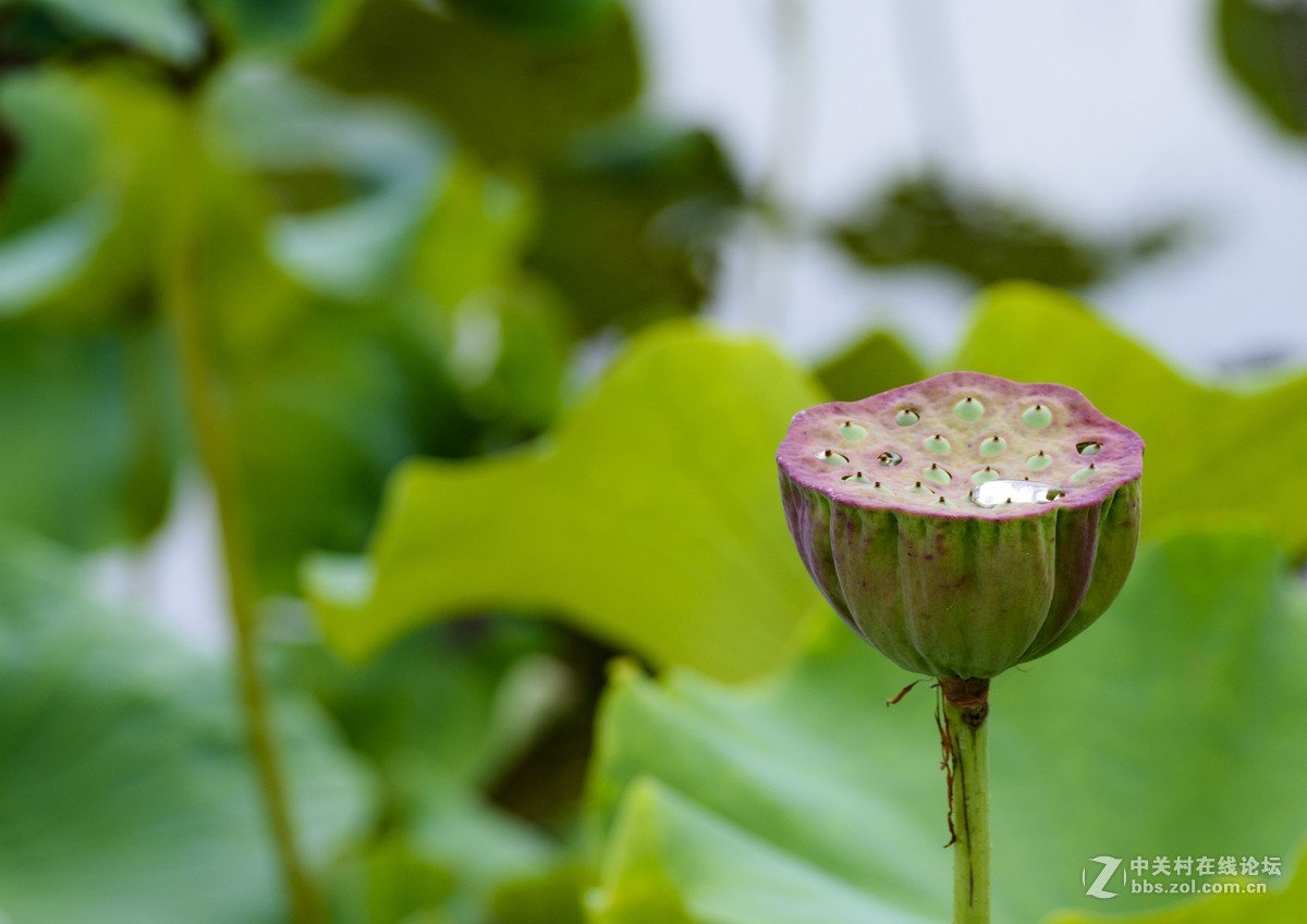 昭通市委党校荷花园摄影