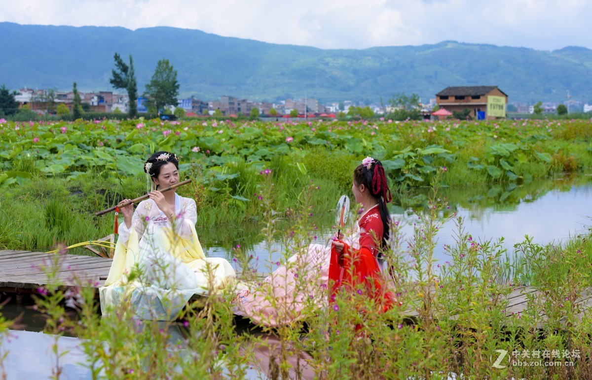 昭通市委党校荷花园摄影