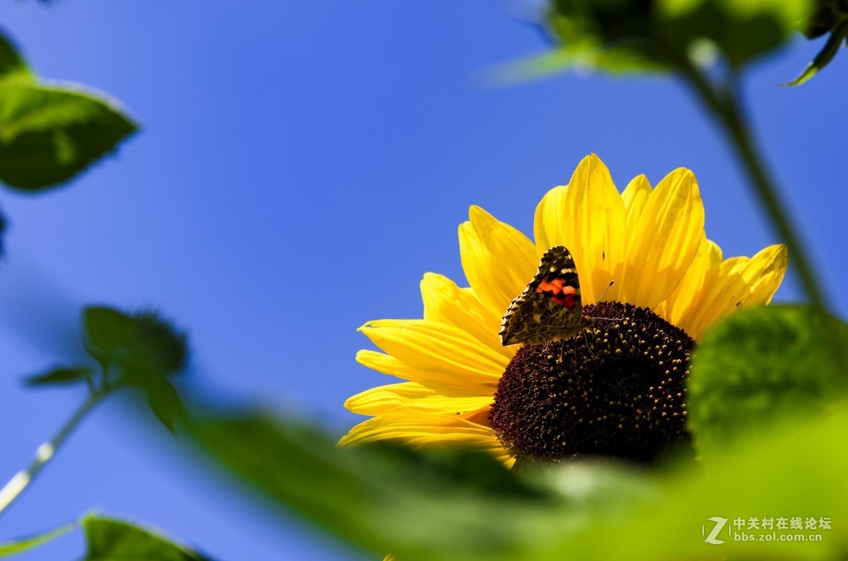 昭通市委党校荷花园摄影