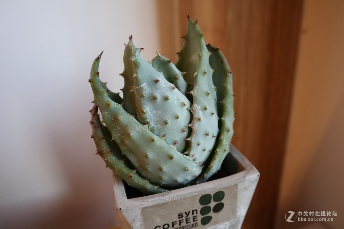 #佳能/这个春节，值得被记录# 用佳能看见咫尺之美