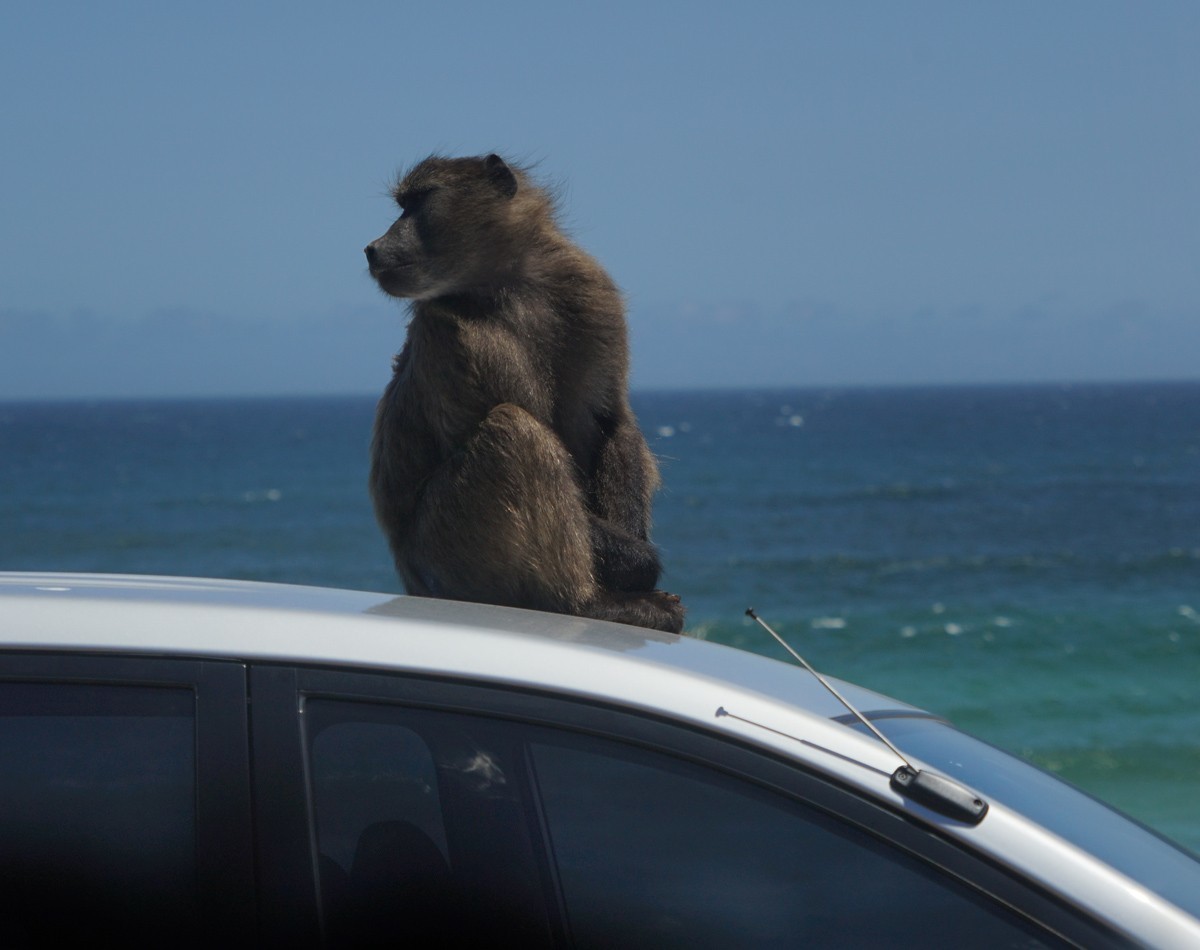 好望角保护区里的动植物