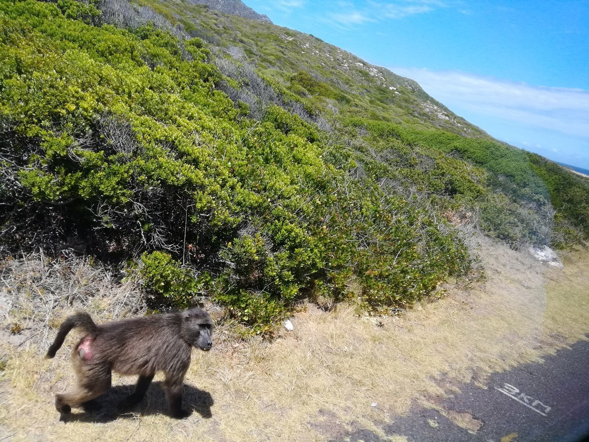 好望角保护区里的动植物