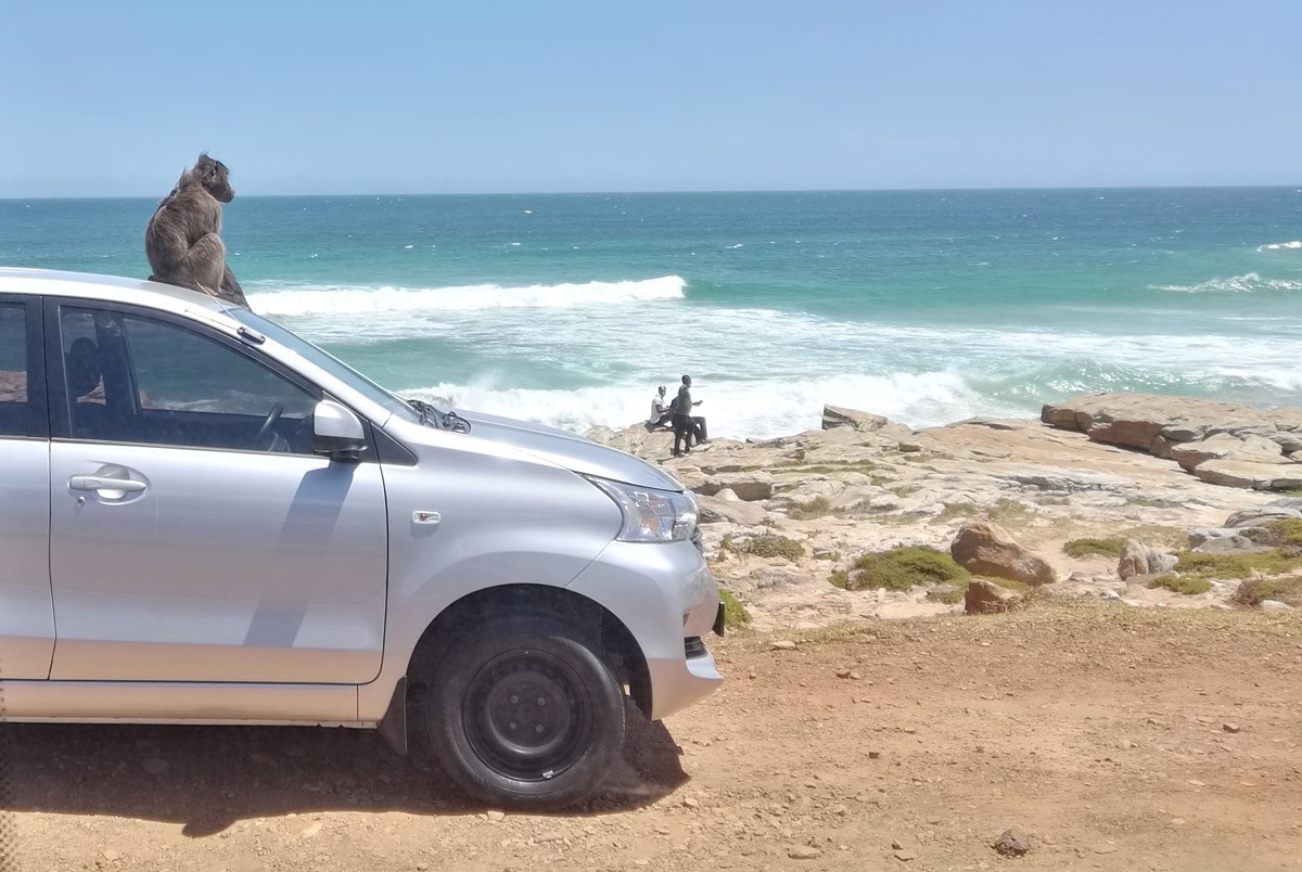 好望角保护区里的动植物