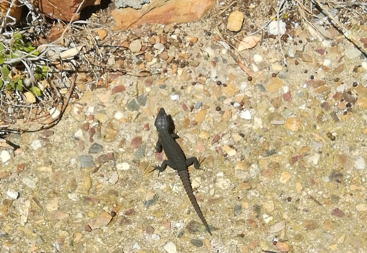 好望角保护区里的动植物