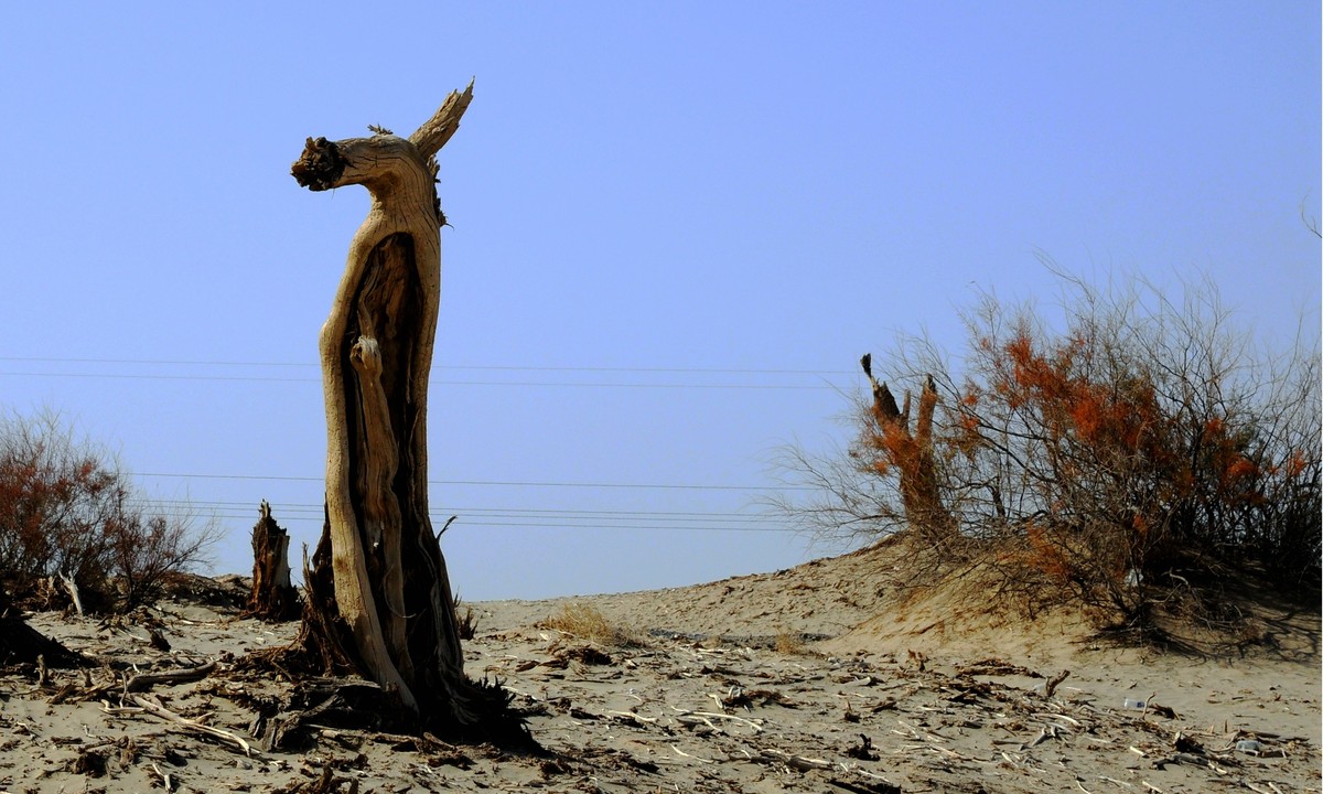站着等你三千年  —  塔克拉玛干沙漠胡杨