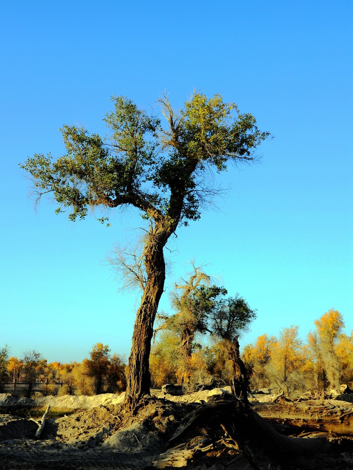 站着等你三千年  —  塔克拉玛干沙漠胡杨