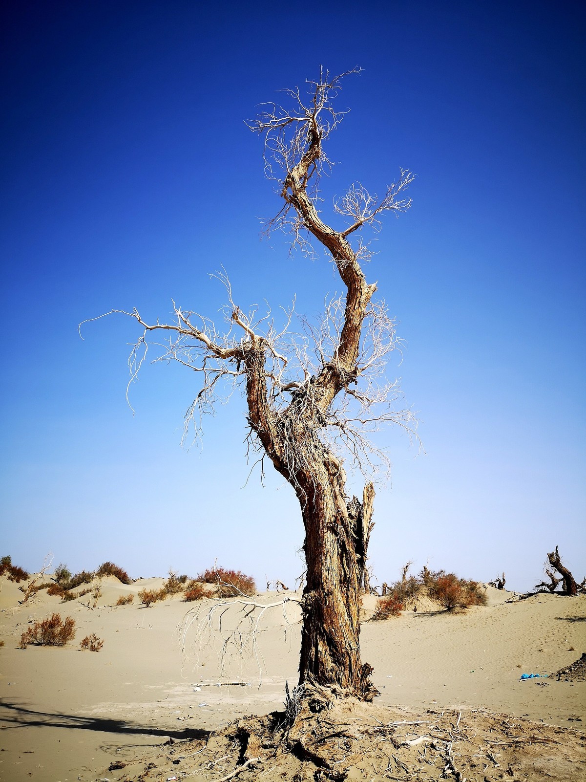 站着等你三千年  —  塔克拉玛干沙漠胡杨
