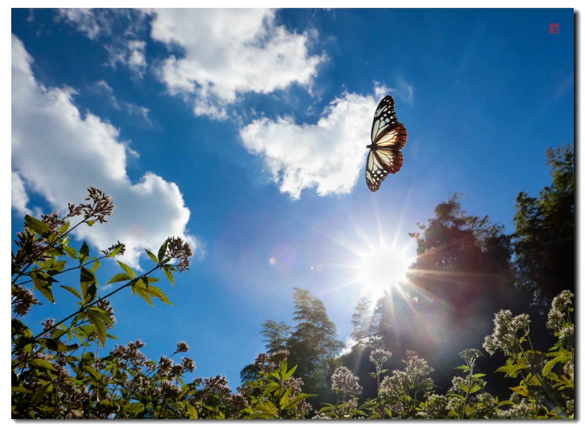 《飞呀飞……，飞到韩国转一圈，胜利凯旋》