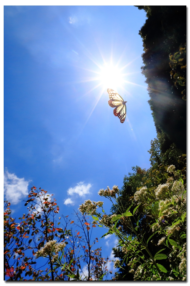 《飞呀飞……，飞到韩国转一圈，胜利凯旋》