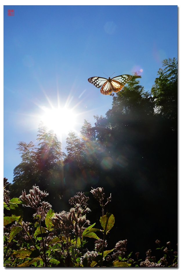 《飞呀飞……，飞到韩国转一圈，胜利凯旋》