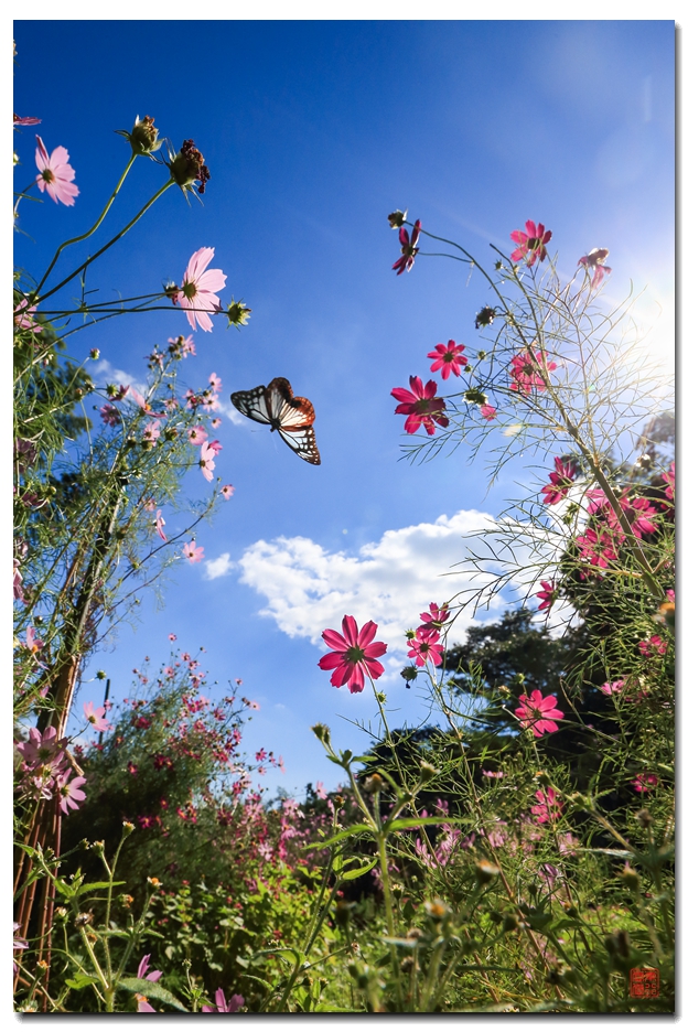 《飞呀飞……，飞到韩国转一圈，胜利凯旋》