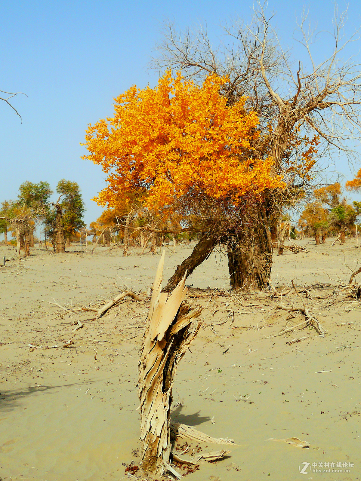 正是胡杨灿烂时