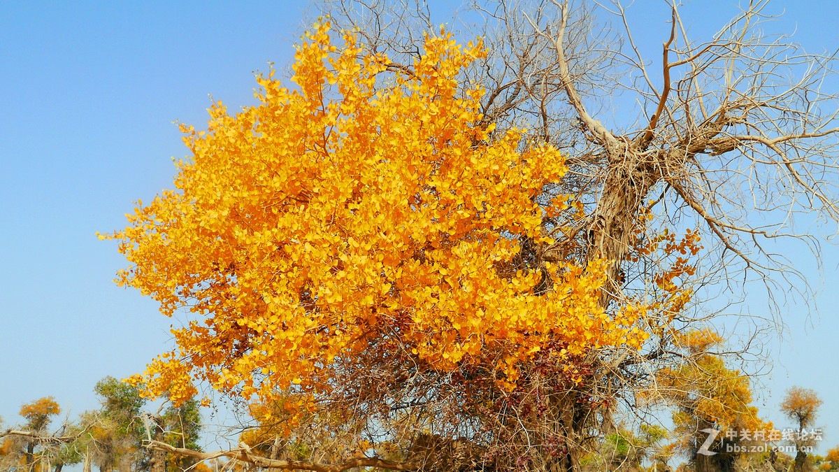 正是胡杨灿烂时