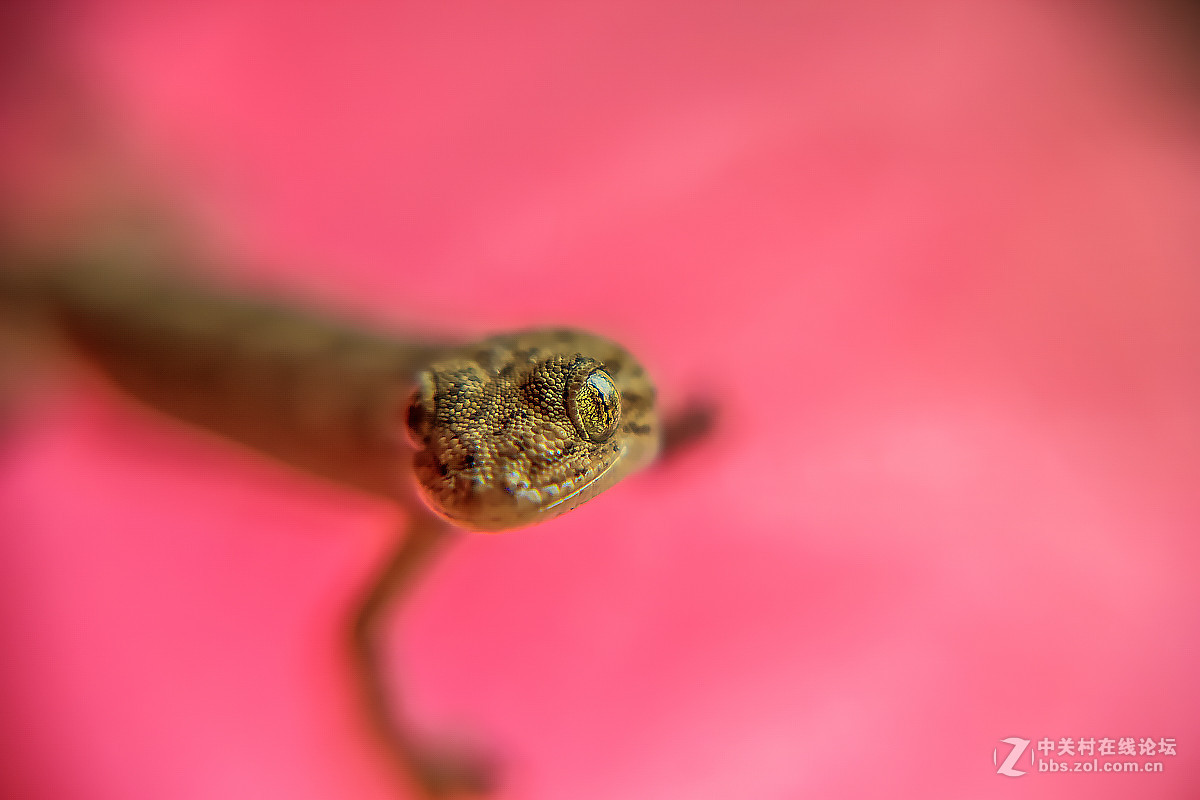 误撞薄纱的壁虎