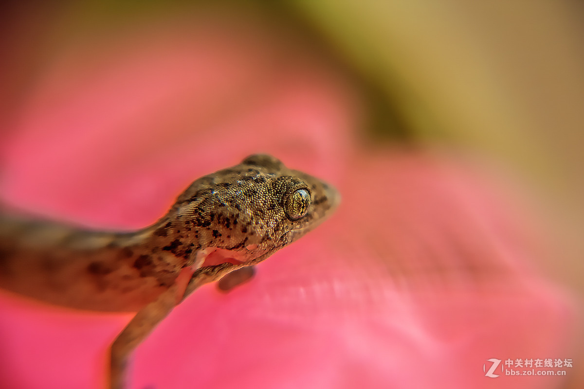 误撞薄纱的壁虎