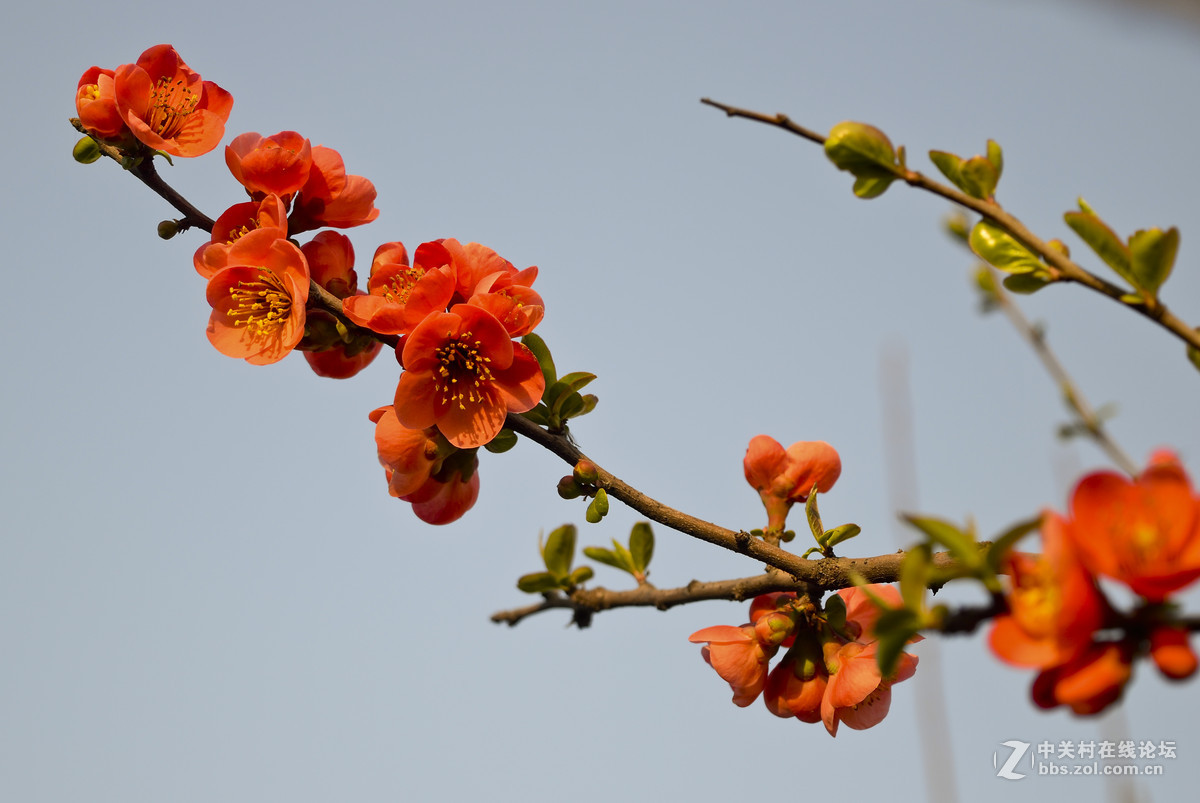 海棠花什么时候开花(海棠花什么时候开花 几点钟)