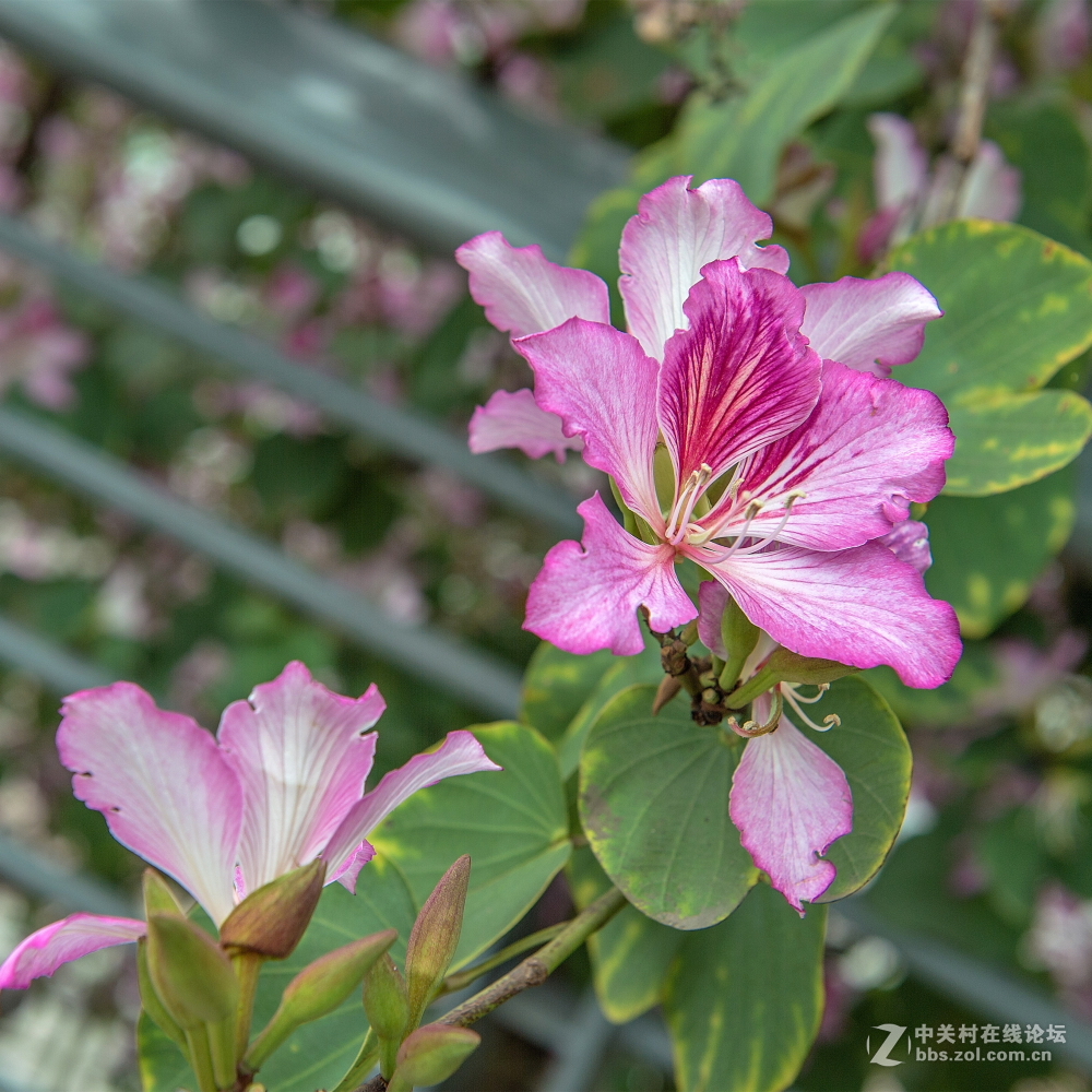 宫粉紫荆花1
