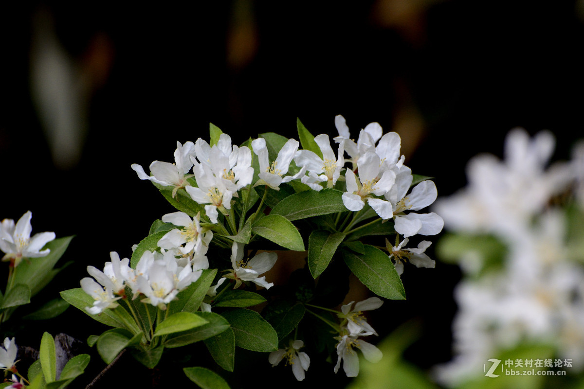暗调的花花和叶子