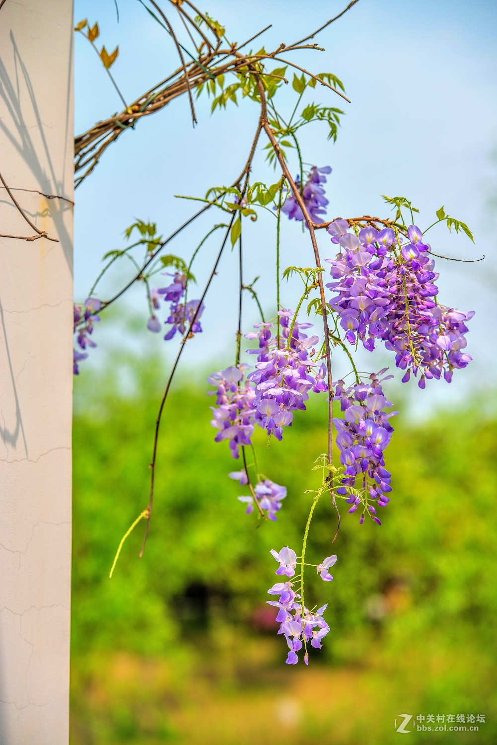 紫藤花 拍摄 2-中关村在线摄影论坛