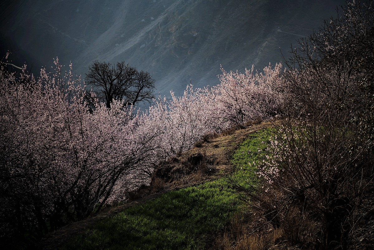鲜花盛开的村庄---川藏行之觉巴村