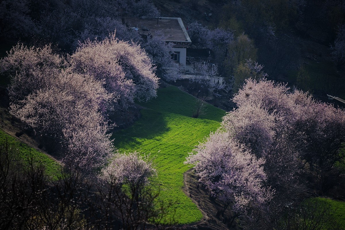 鲜花盛开的村庄---川藏行之觉巴村