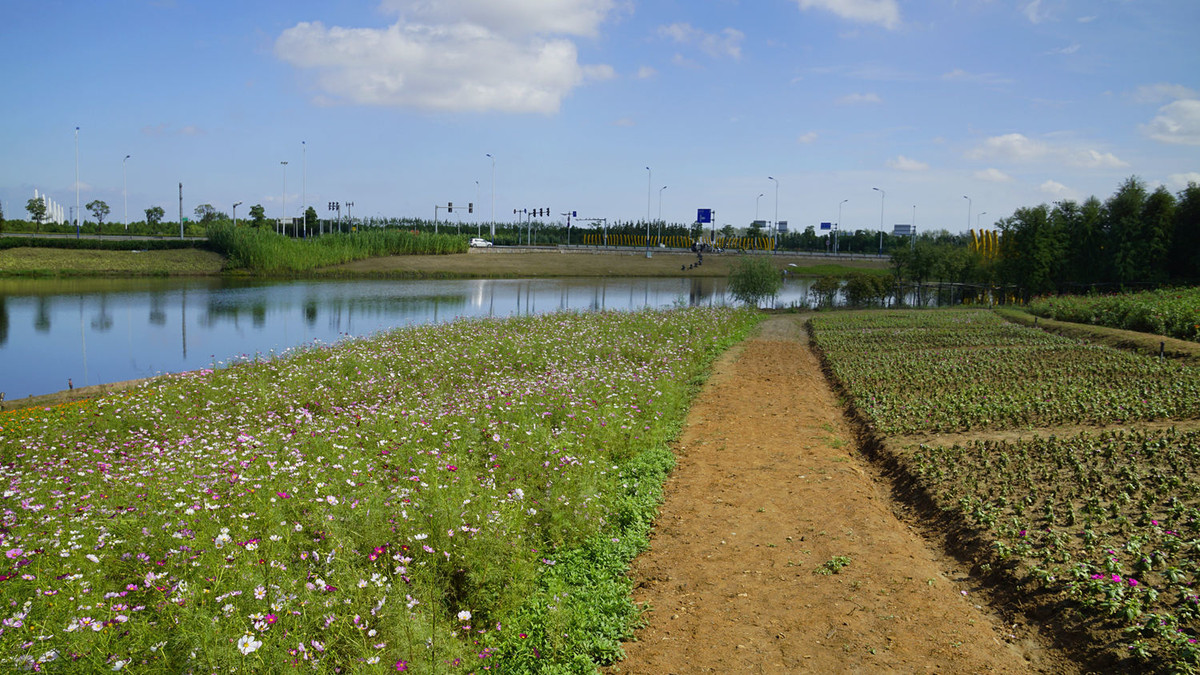 走進杭州灣海上花田2