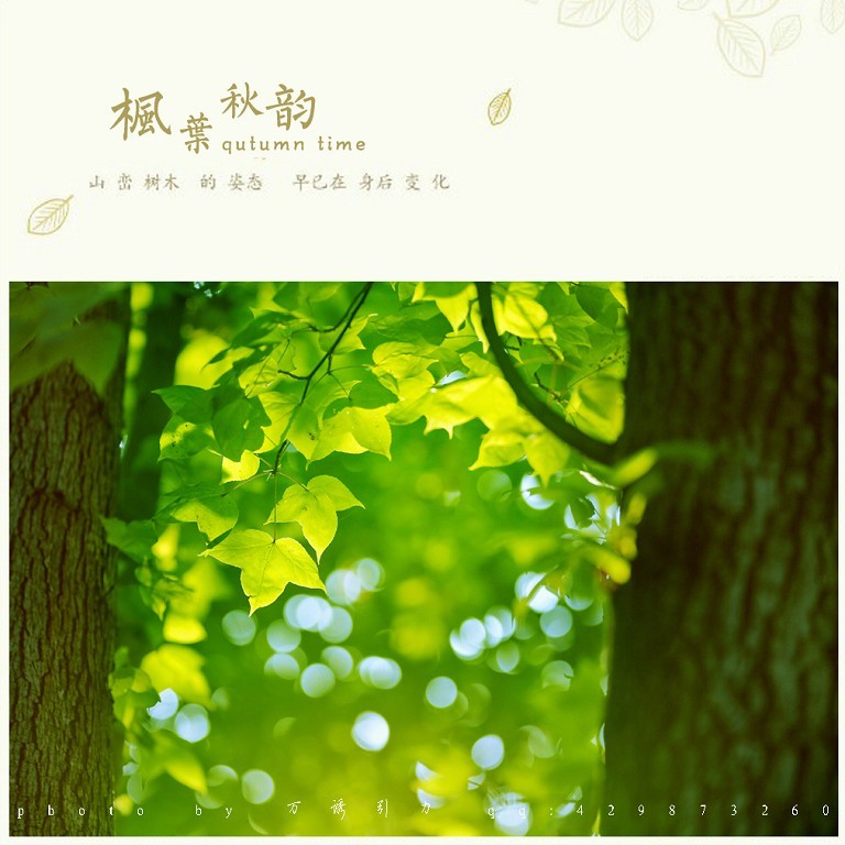 ㊣  秋 叶 ...... ㊣