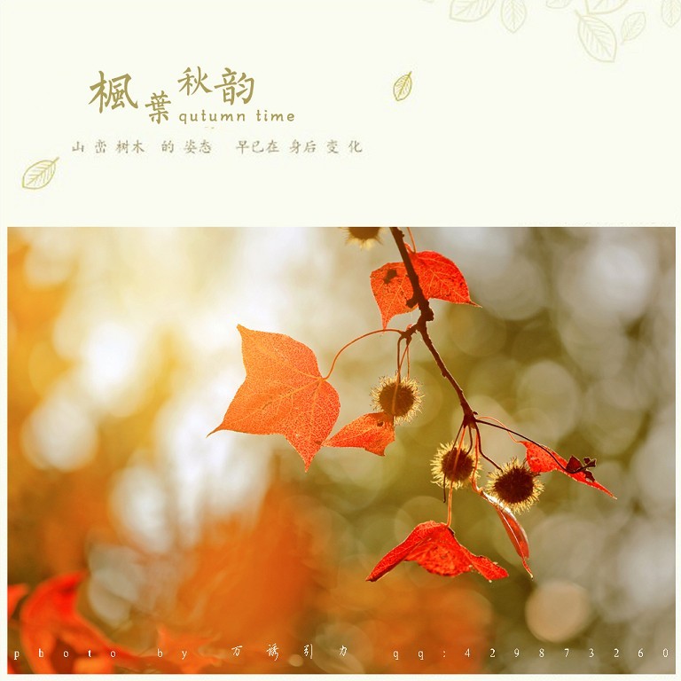 ㊣  秋 叶 ...... ㊣