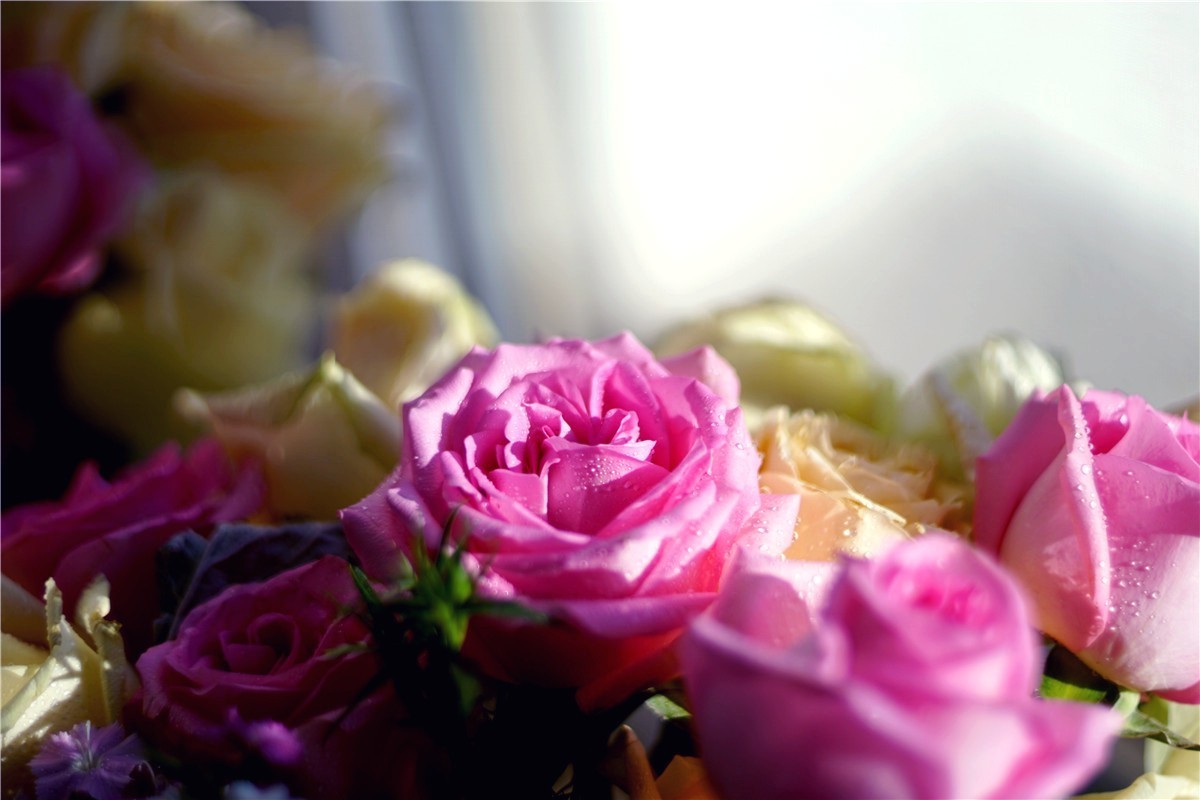 周末随拍45——玛米亚Mamiya  Sekor 55mm  1.4 M42口镜头再拍花