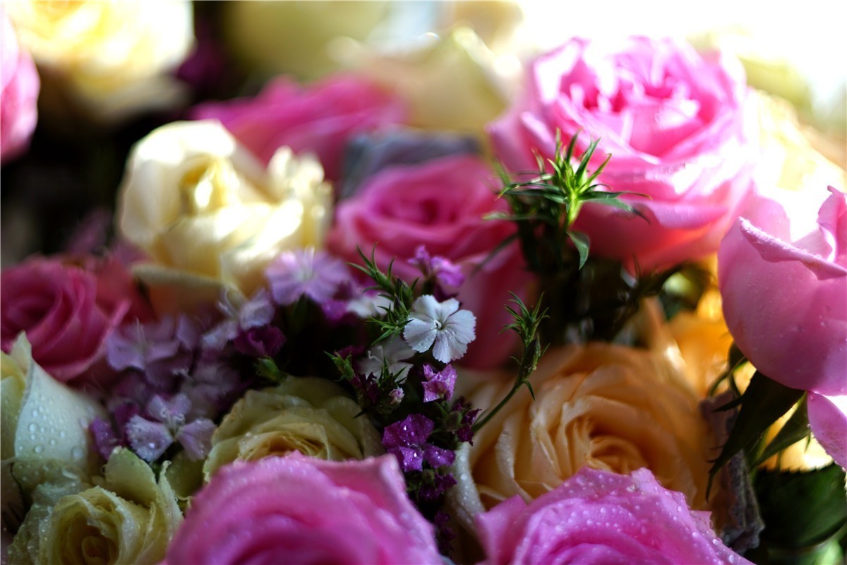 周末随拍45——玛米亚Mamiya  Sekor 55mm  1.4 M42口镜头再拍花