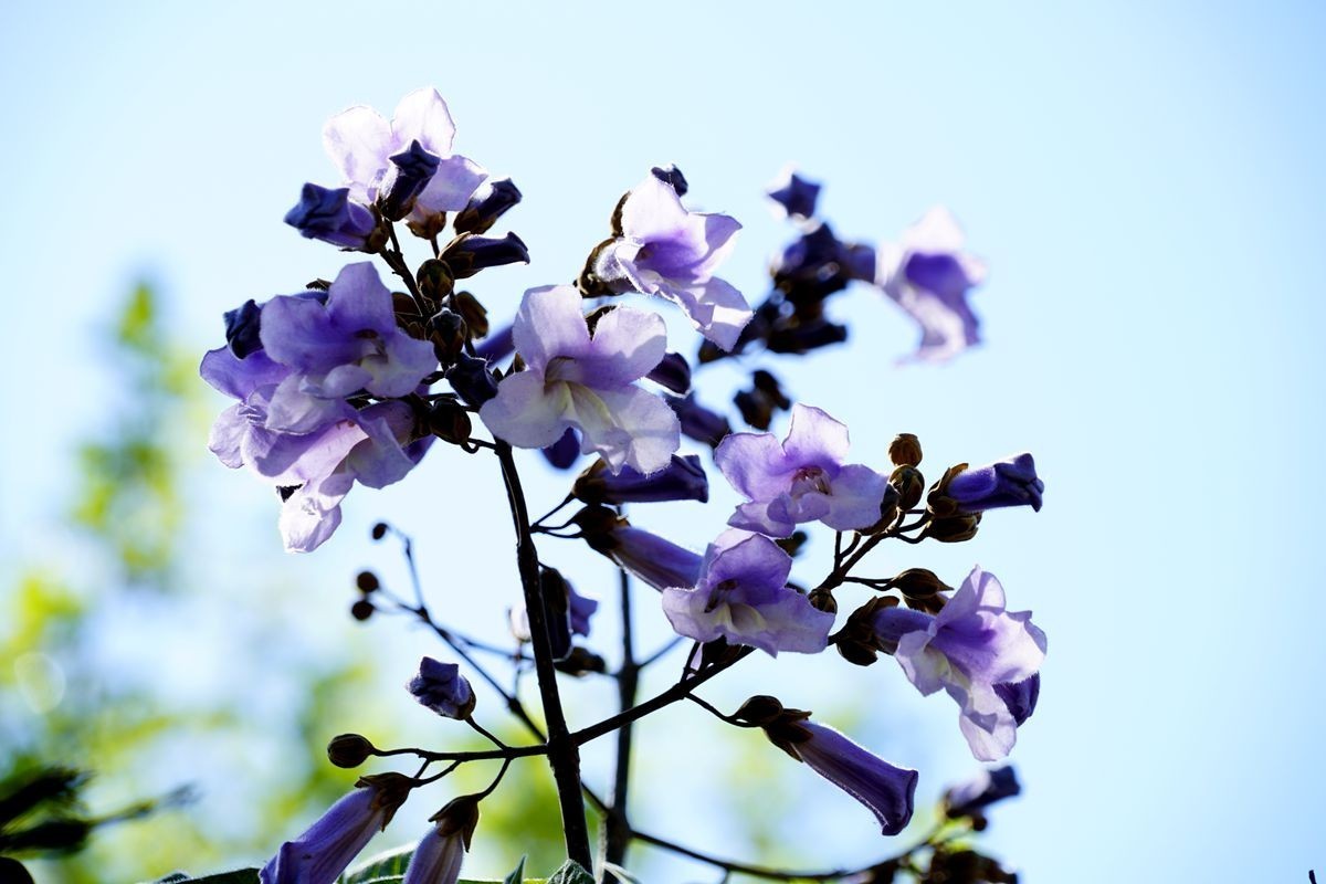 梧桐花過曝特攝