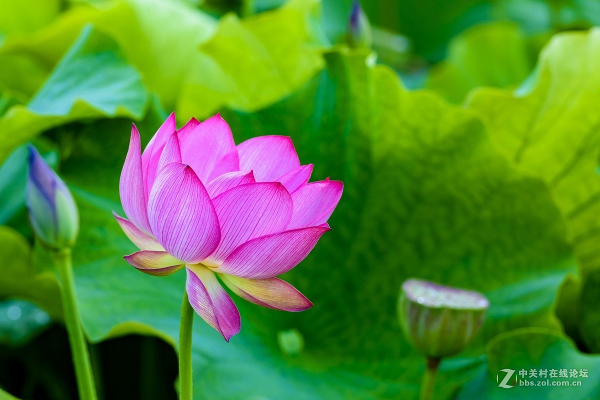 昭通市委党校荷花园摄影