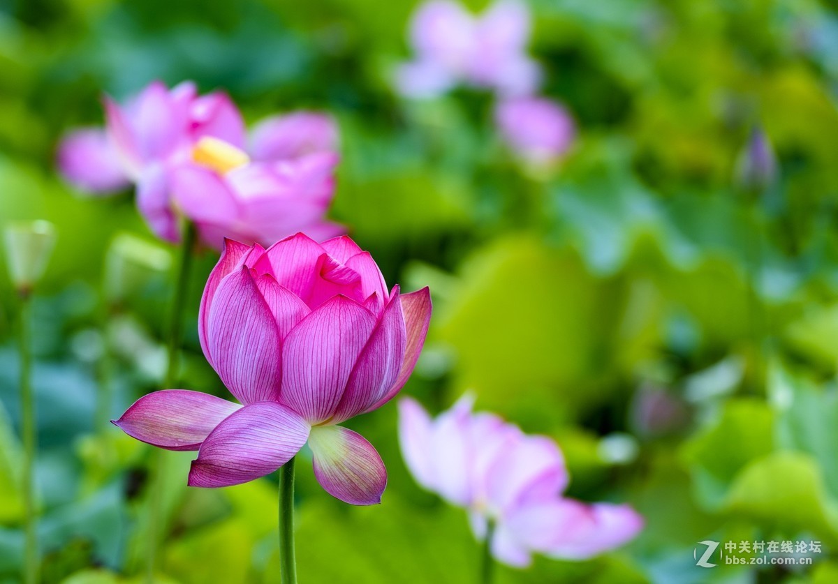 昭通市委党校荷花园摄影