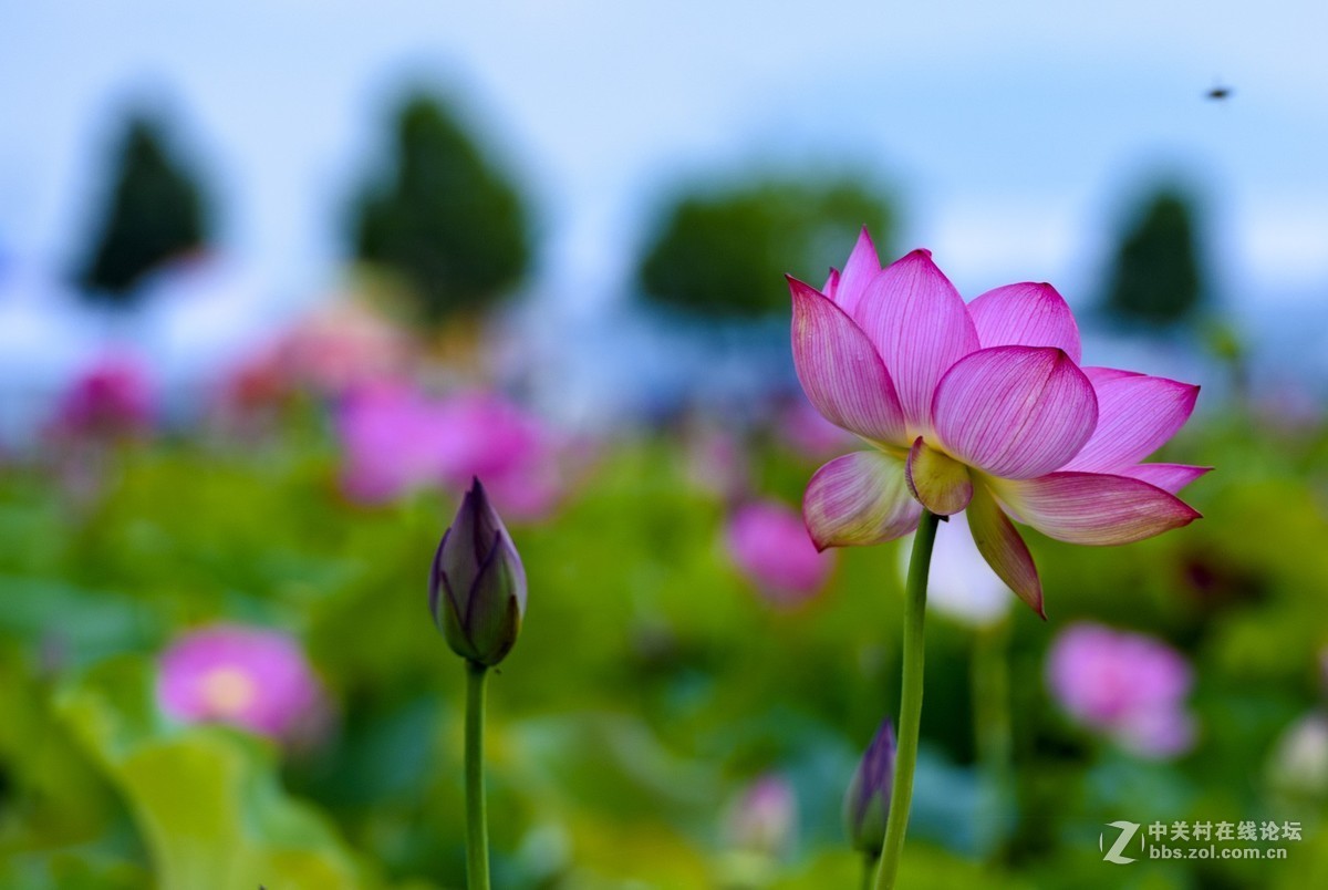 昭通市委党校荷花园摄影