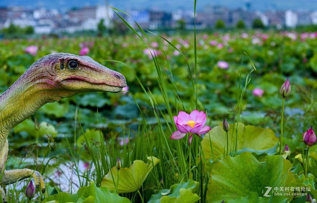 昭通市委党校荷花园摄影