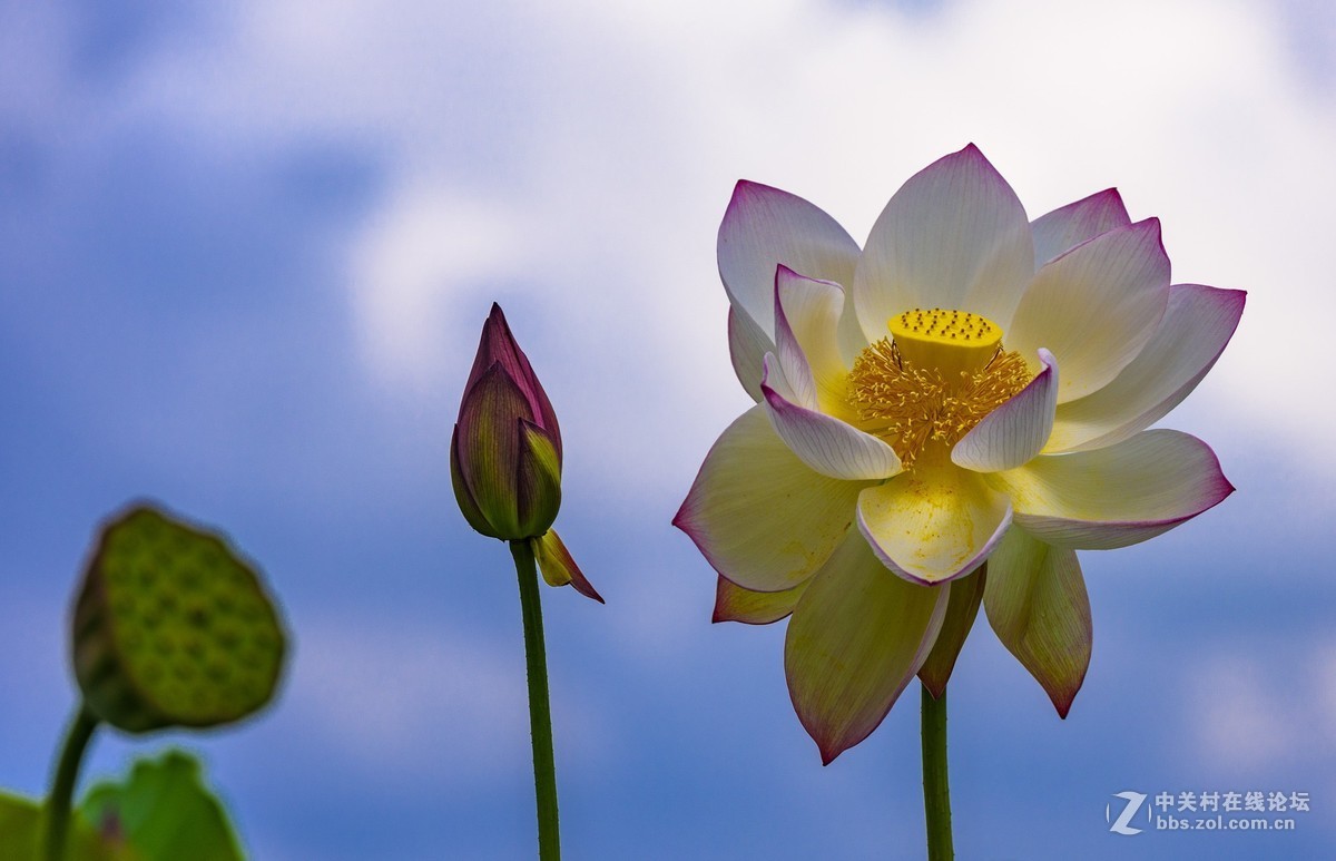 昭通市委党校荷花园摄影