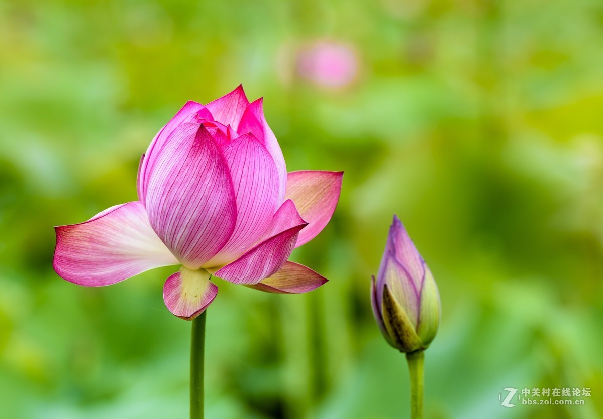 昭通市委党校荷花园摄影