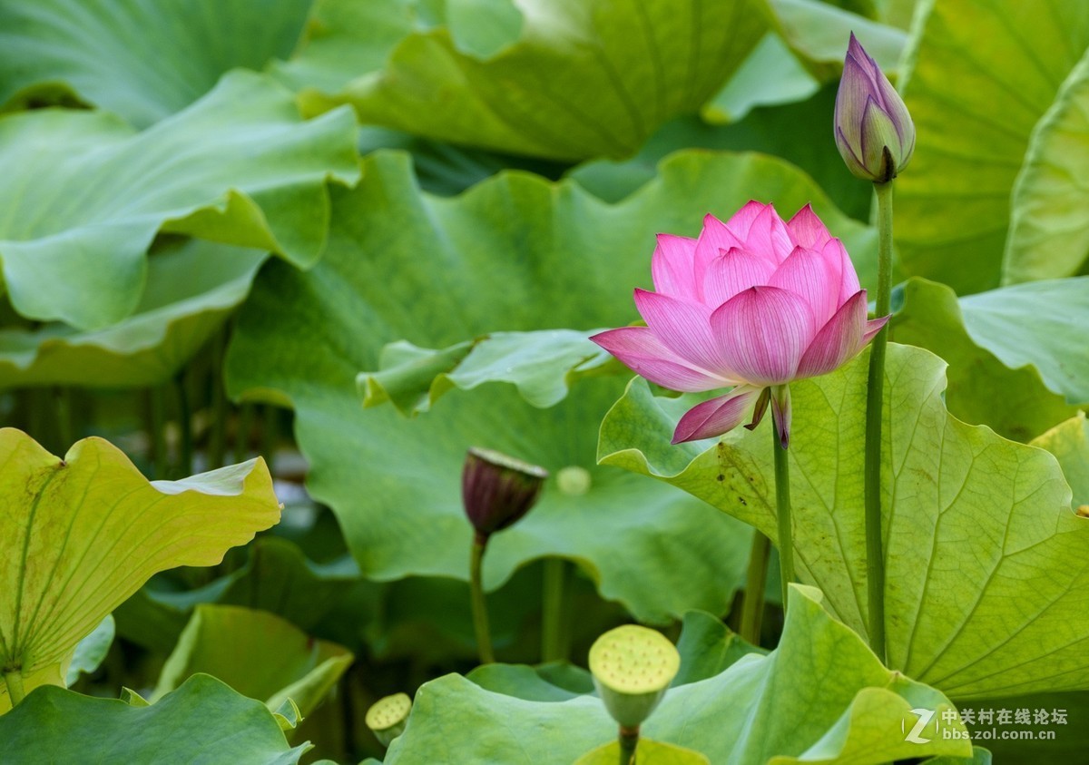 昭通市委党校荷花园摄影