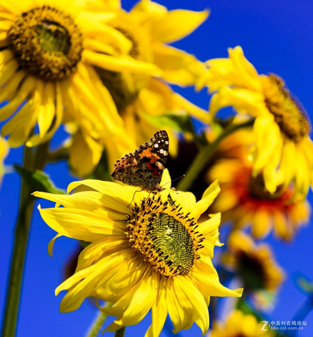 昭通市委党校荷花园摄影