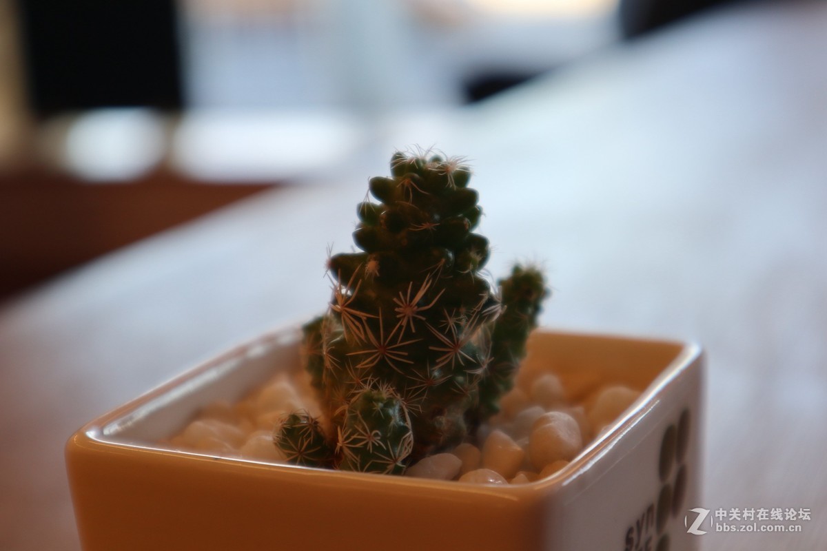 #佳能/这个春节，值得被记录# 用佳能看见咫尺之美