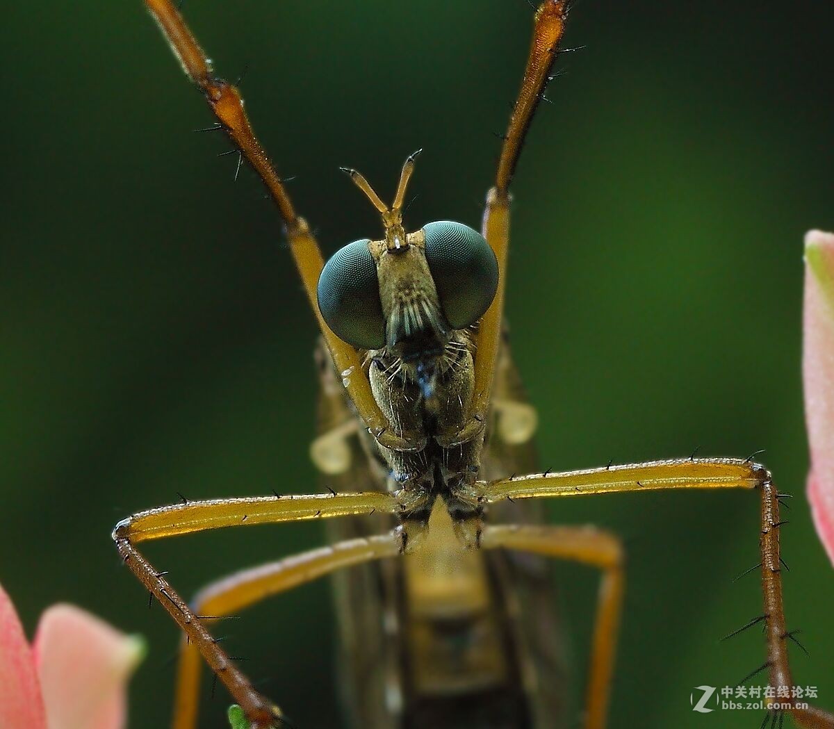 微距杂拍（七）