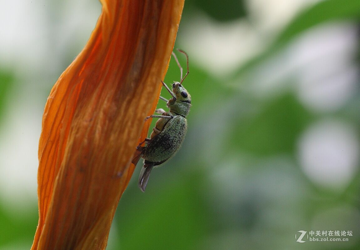 微距杂拍（七）