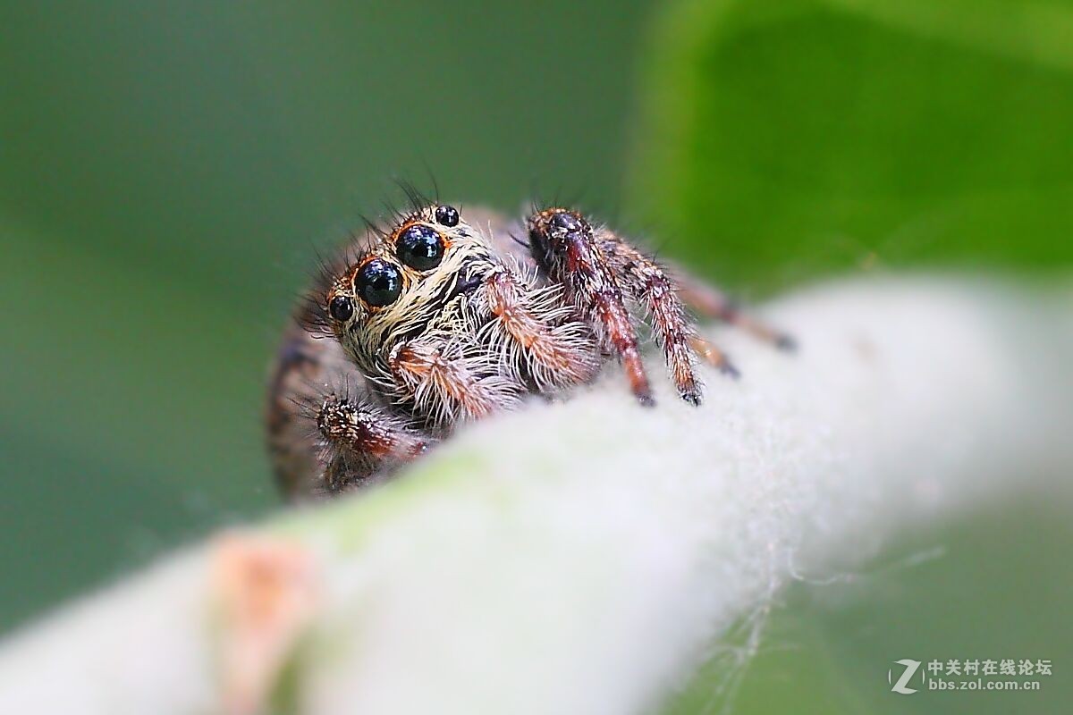 微距杂拍（七）