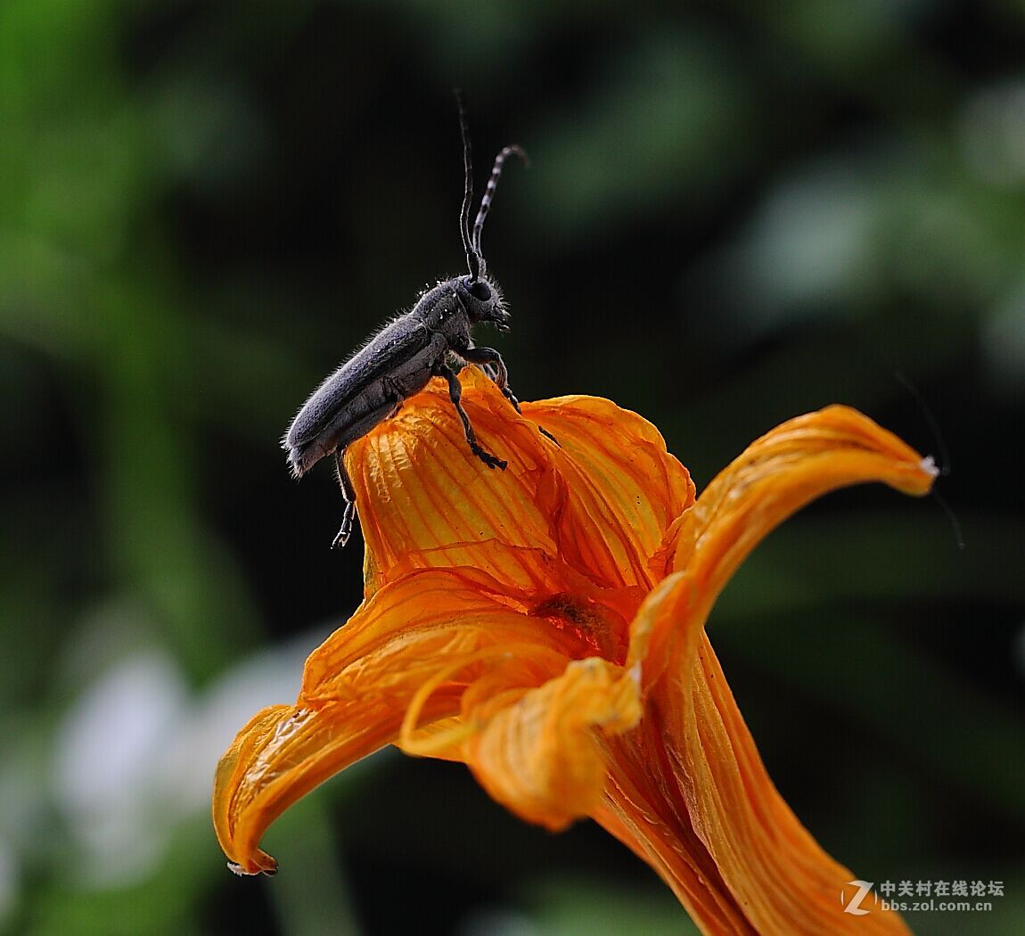 微距杂拍（七）