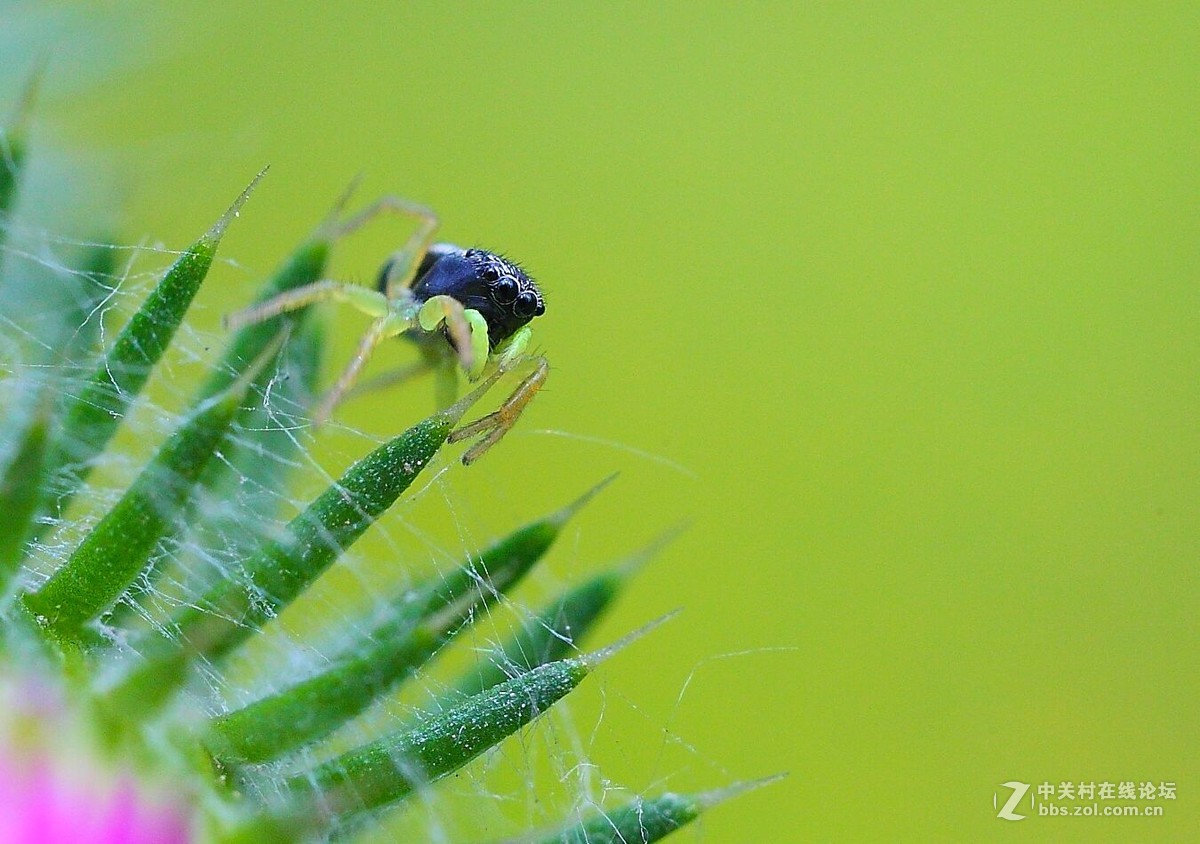 微距杂拍（七）