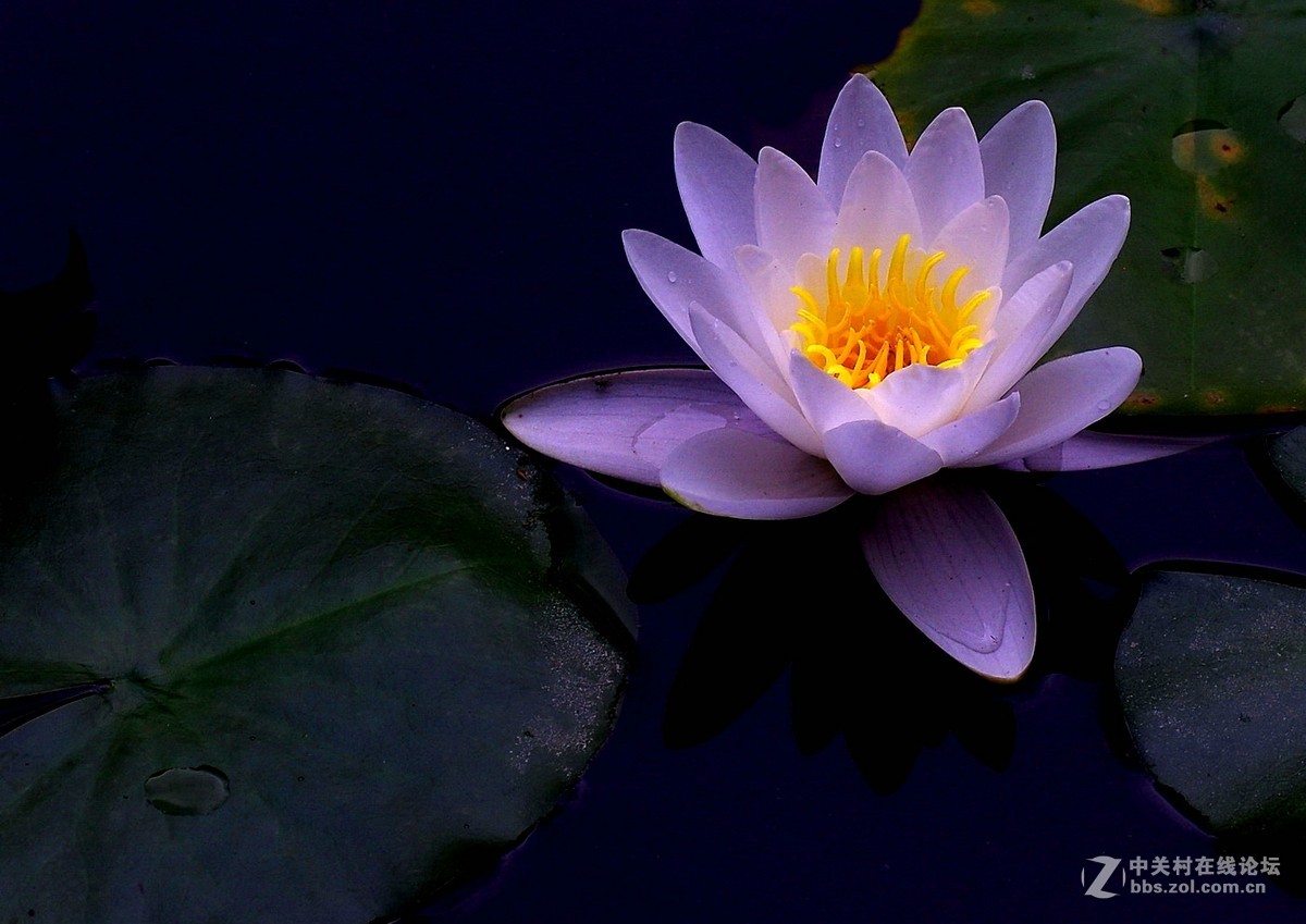 圣洁的白莲花