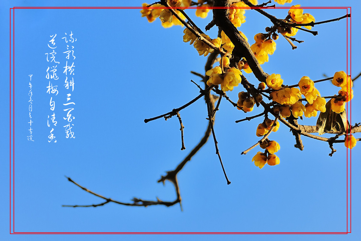 #我的2015摄影总结#——花卉篇