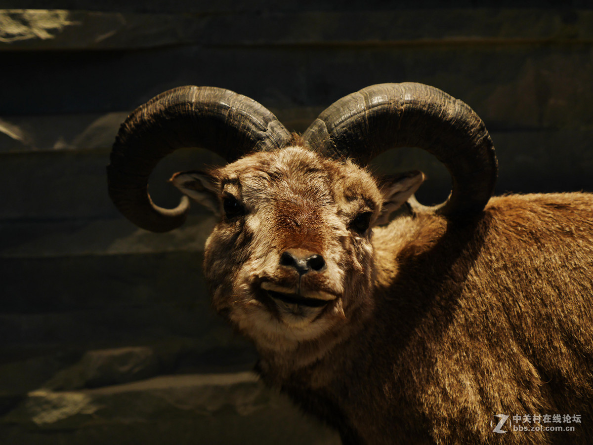 上海自然博物馆